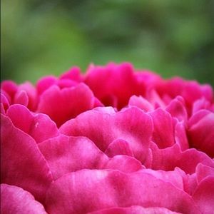 Meet your Posher, Michelle